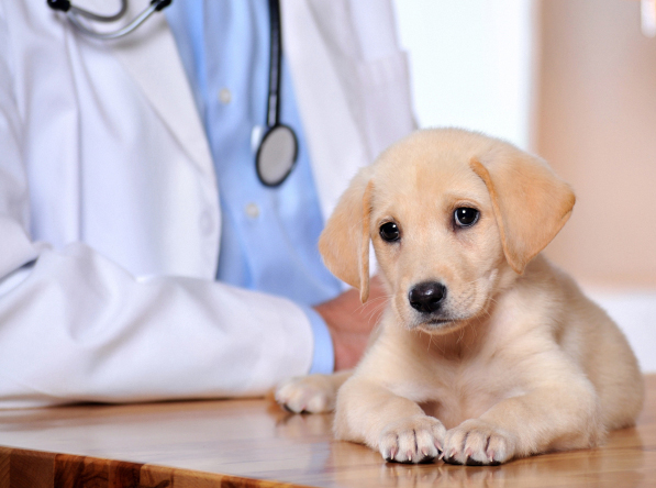 Leonardtown, MD. Animal Clinic Insurance